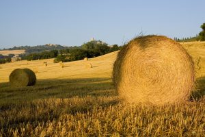 Sant'Antimo, Montalcino, Monte Pulciano, Tuscany, Italy