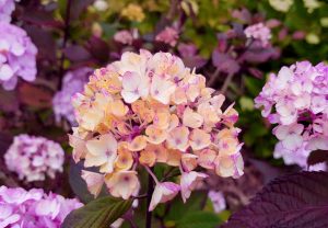 hydrangea-2445487_1280