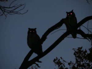 Two-Great-Horned-Owls-at-Dusk